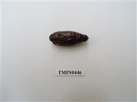 藏品(大蛾蛹)的圖片